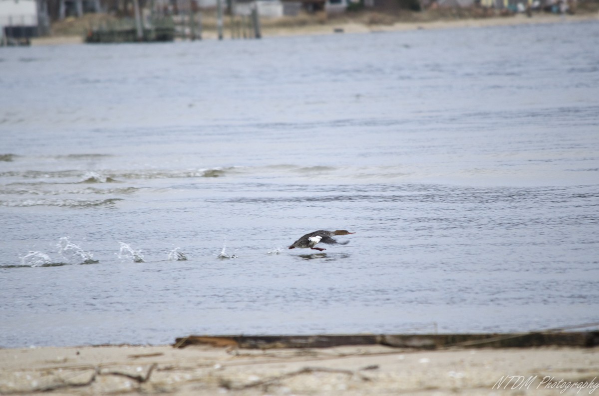 Common Merganser - Neil DeMaster