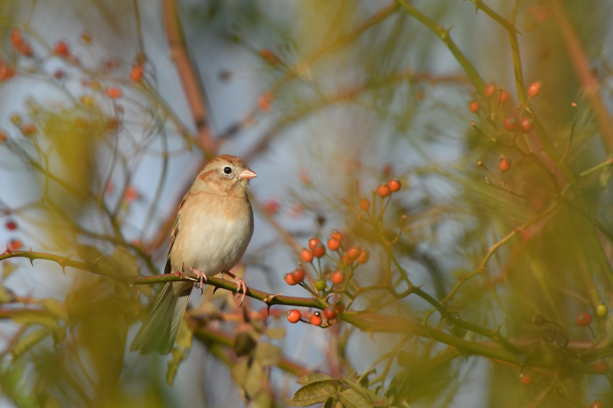 Field Sparrow - ML125587471