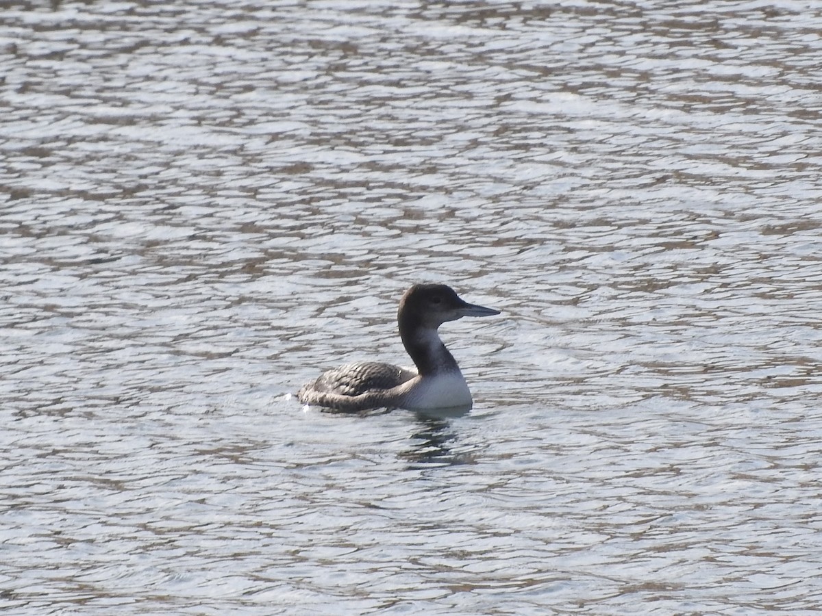 Plongeon huard - ML125589881