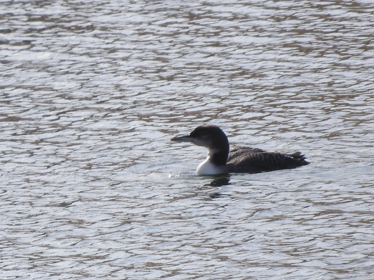 Common Loon - ML125589901