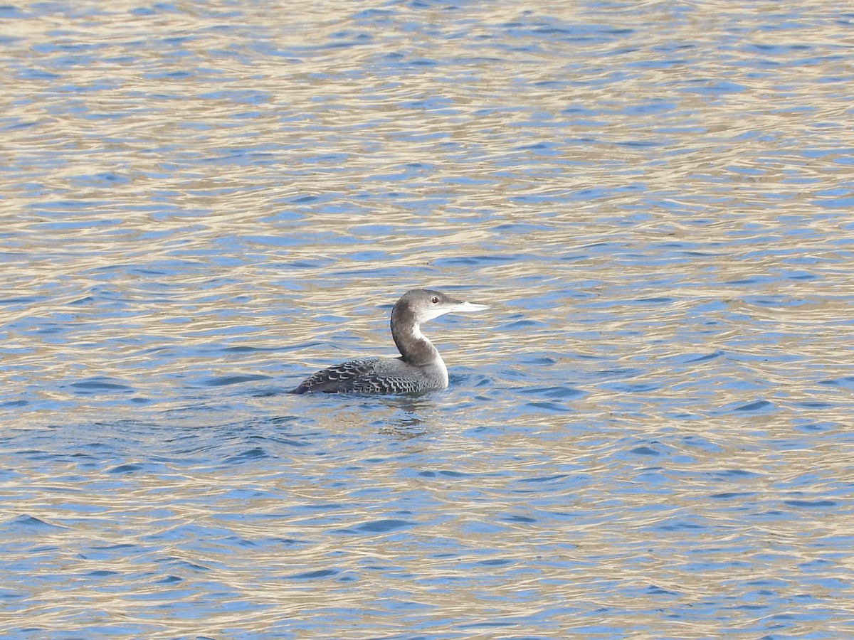 Plongeon huard - ML125589921