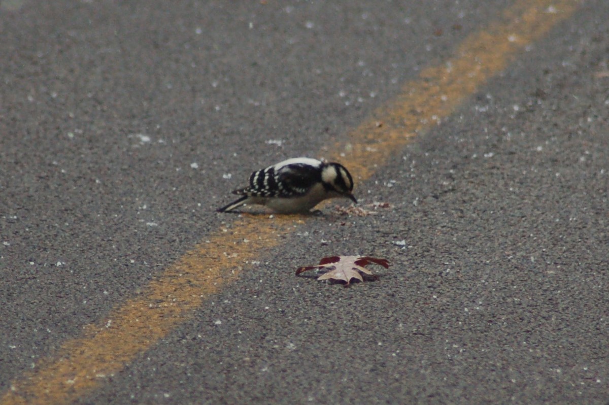 Downy Woodpecker - ML125590231