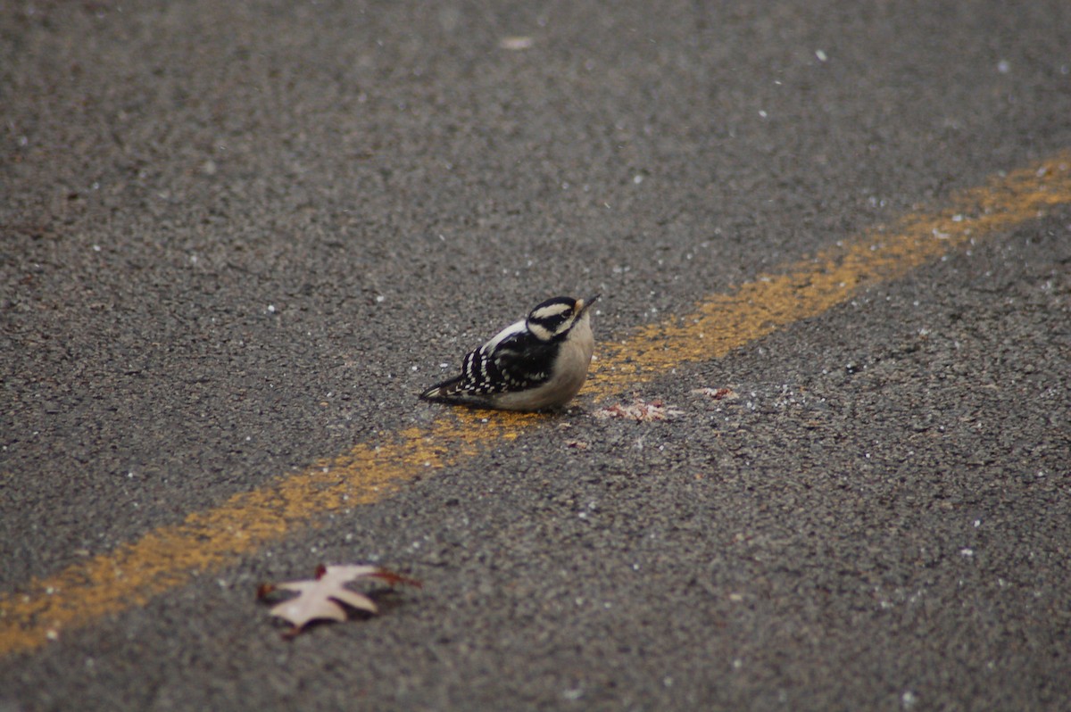 Downy Woodpecker - David Brinkman