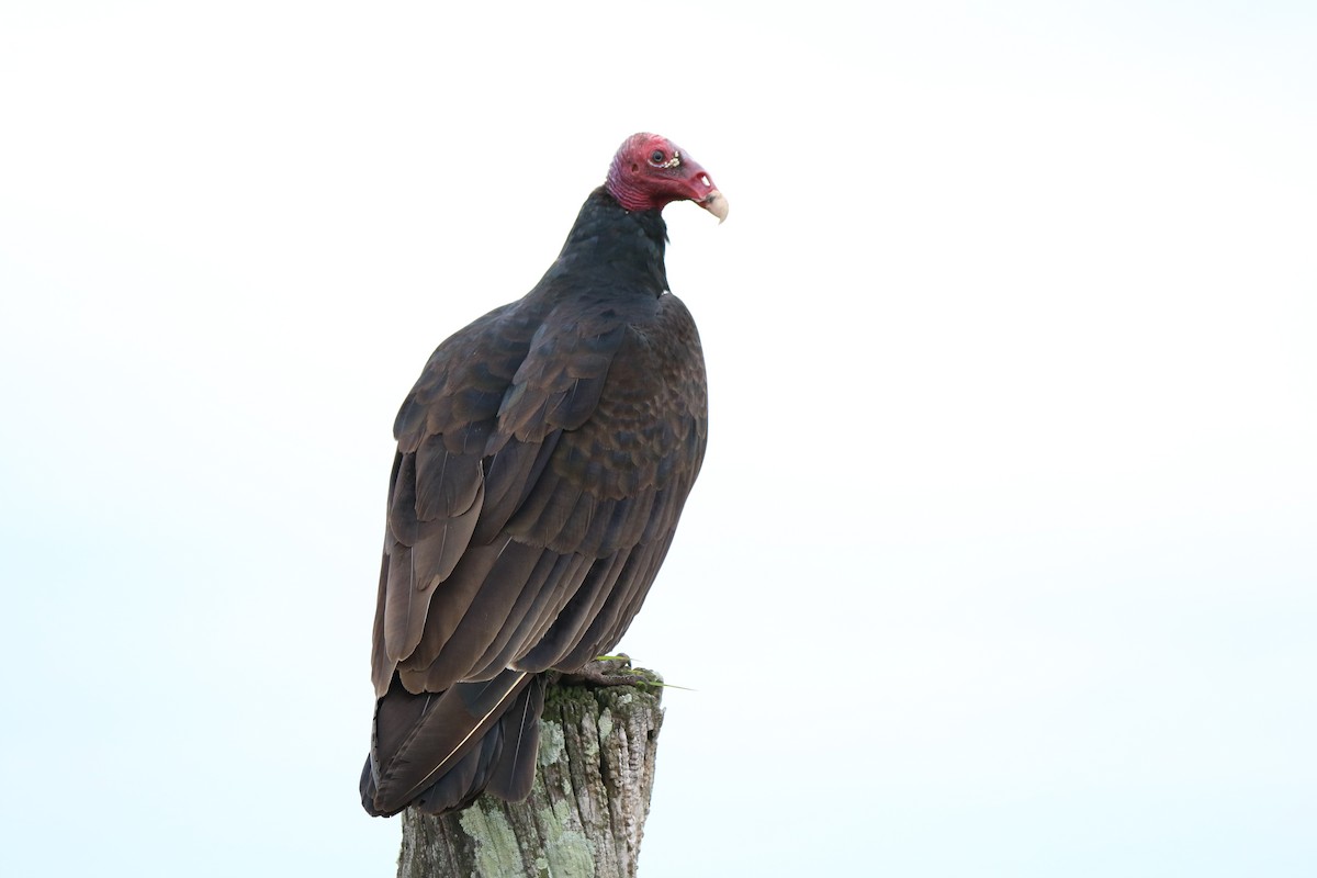 Turkey Vulture - ML125590941