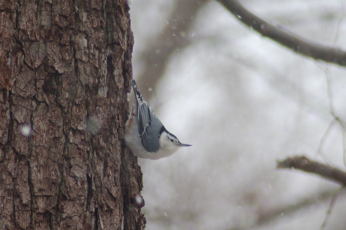 White-breasted Nuthatch (Eastern) - ML125591821