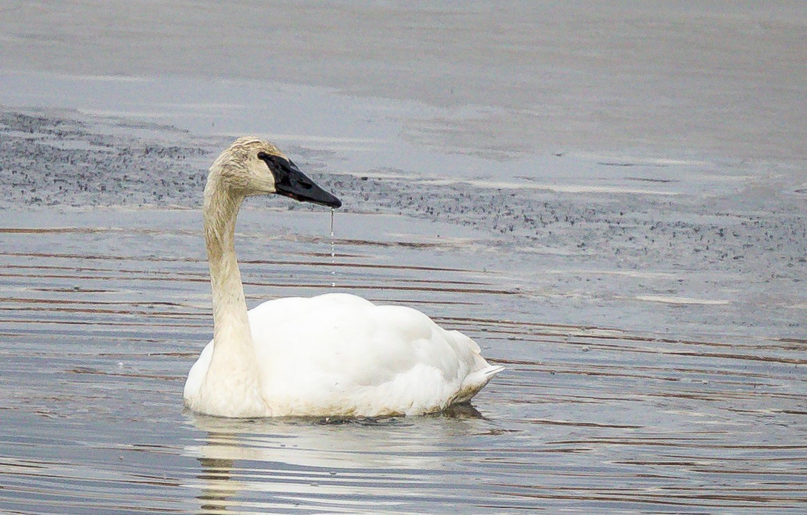 Cygne trompette - ML125591911