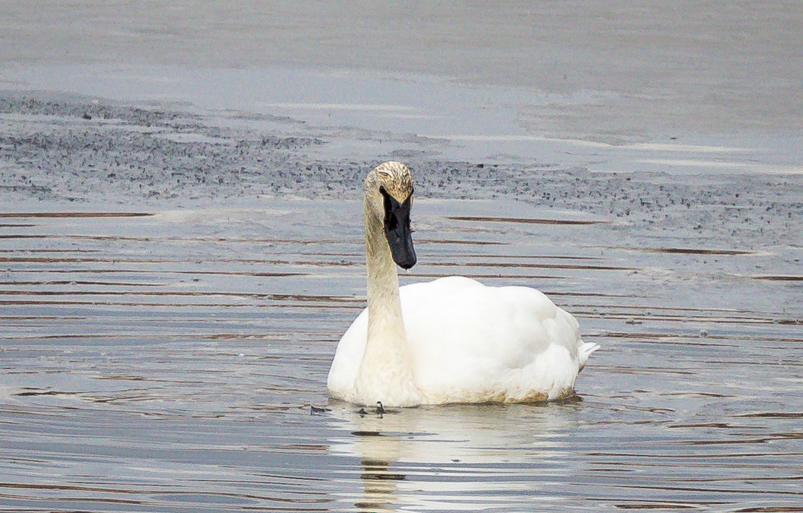 Cygne trompette - ML125591921