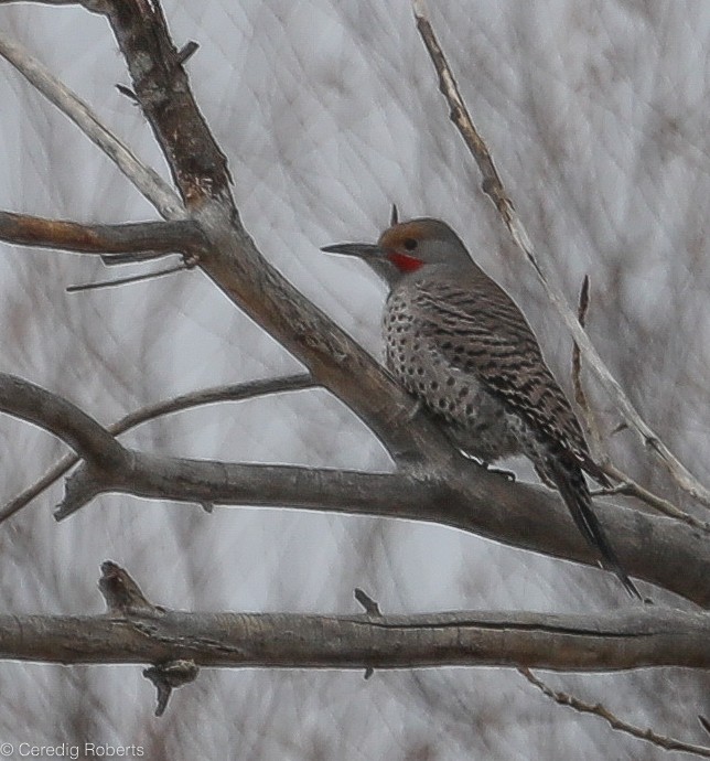 Northern Flicker - ML125592071