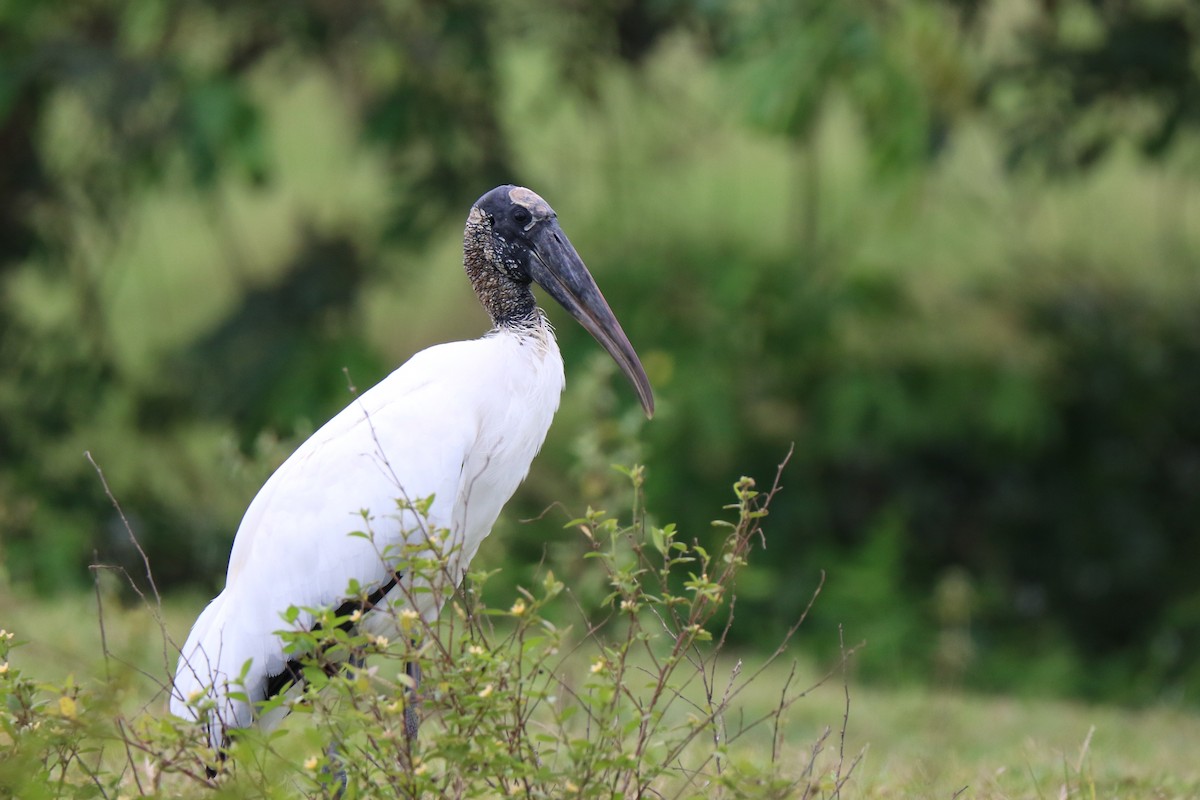 Wood Stork - ML125592211