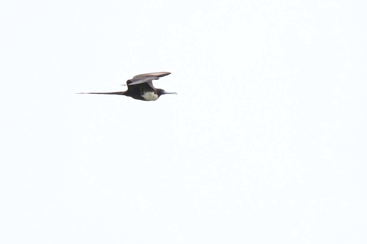 Magnificent Frigatebird - ML125594501