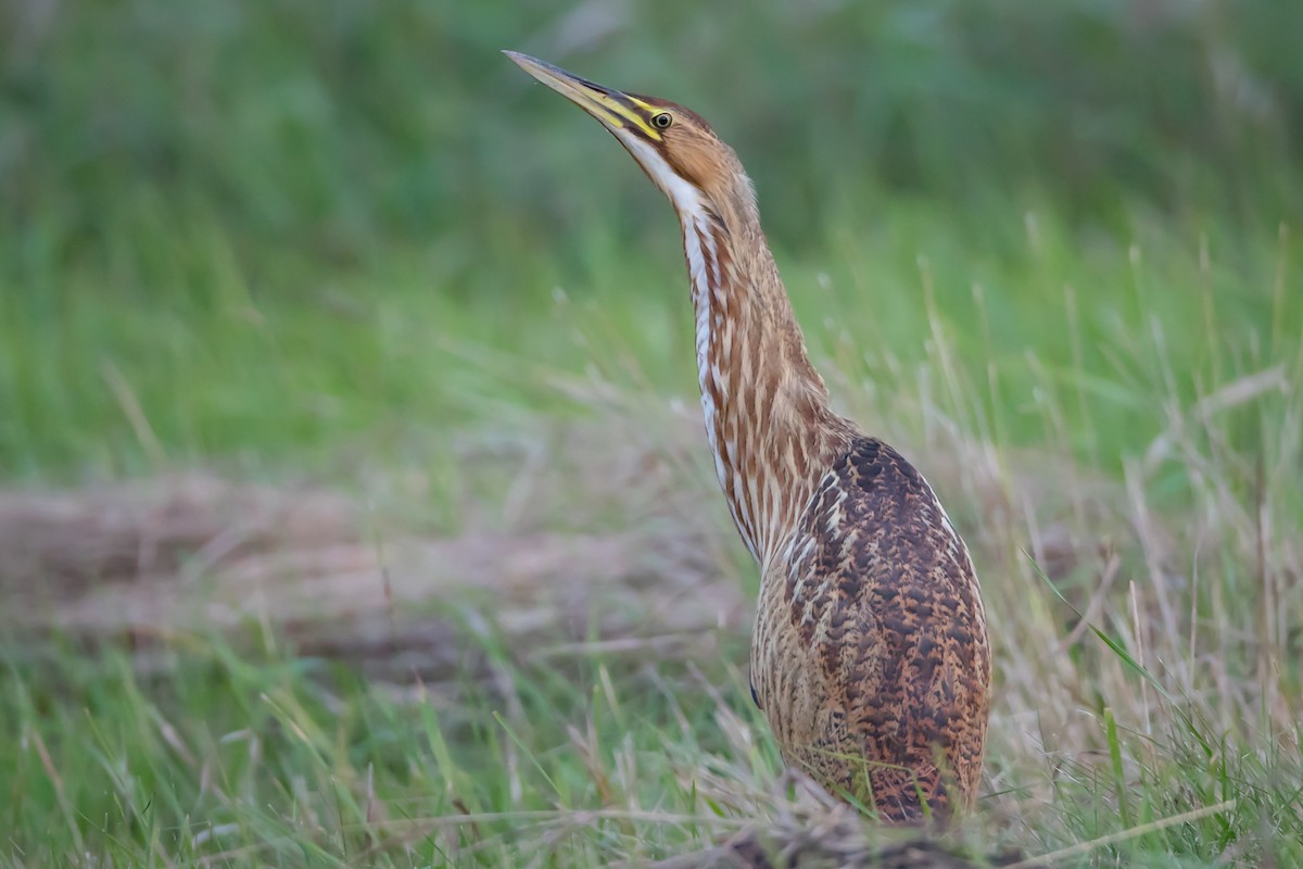 American Bittern - ML125594931