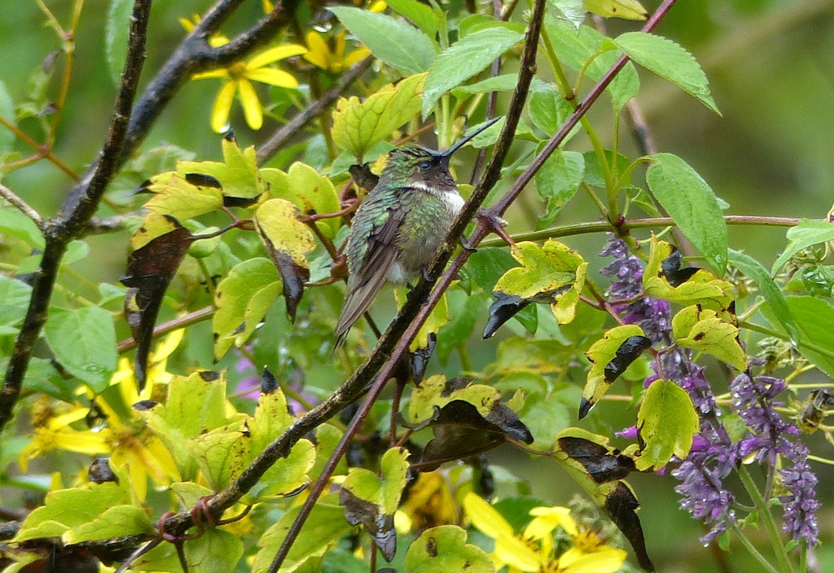 Ruby-throated Hummingbird - Carolyn Wilcox