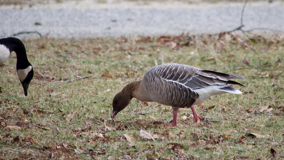 Pink-footed Goose - ML125596681