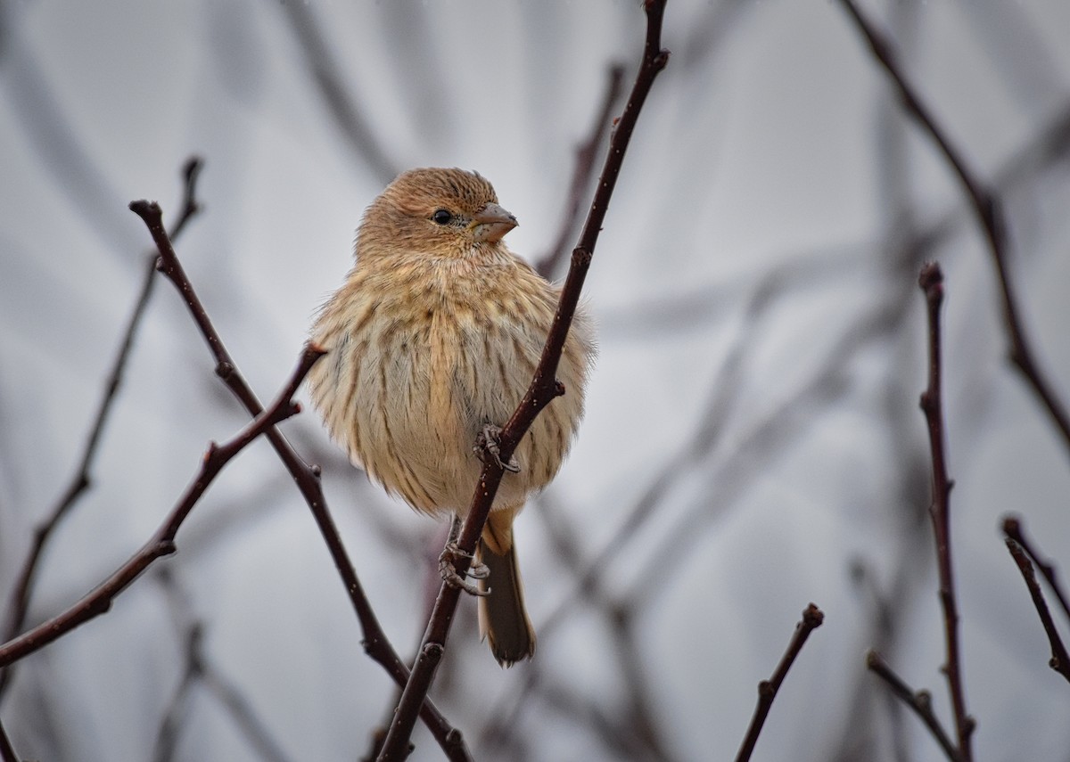 House Finch - ML125597671