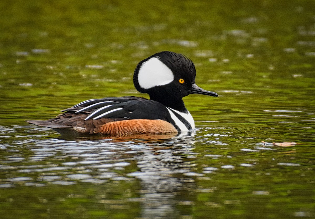 Hooded Merganser - ML125597831