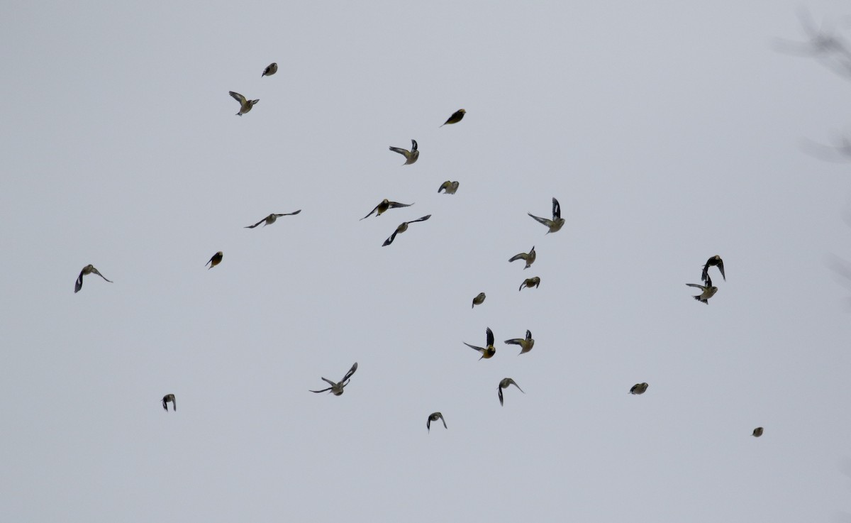 Evening Grosbeak (type 3) - ML125597881