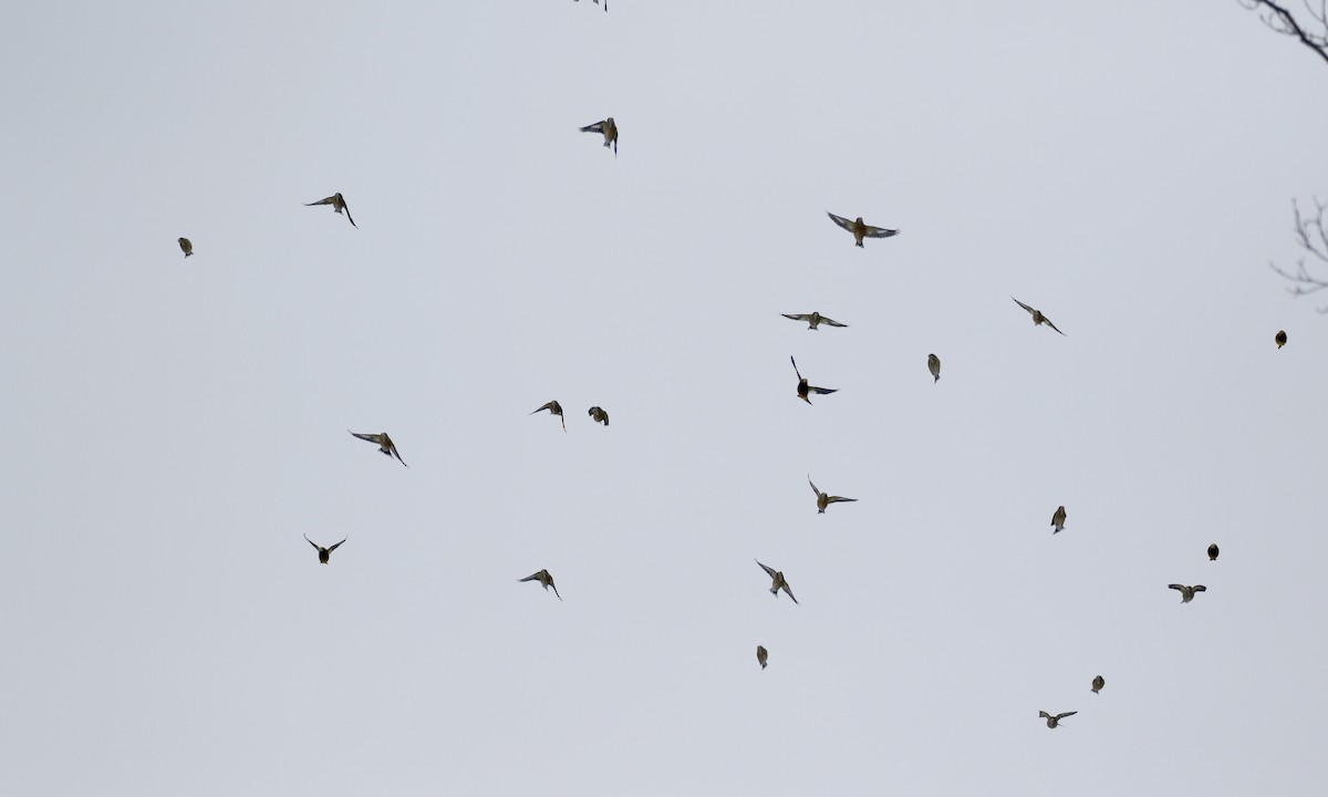 Evening Grosbeak (type 3) - ML125598001