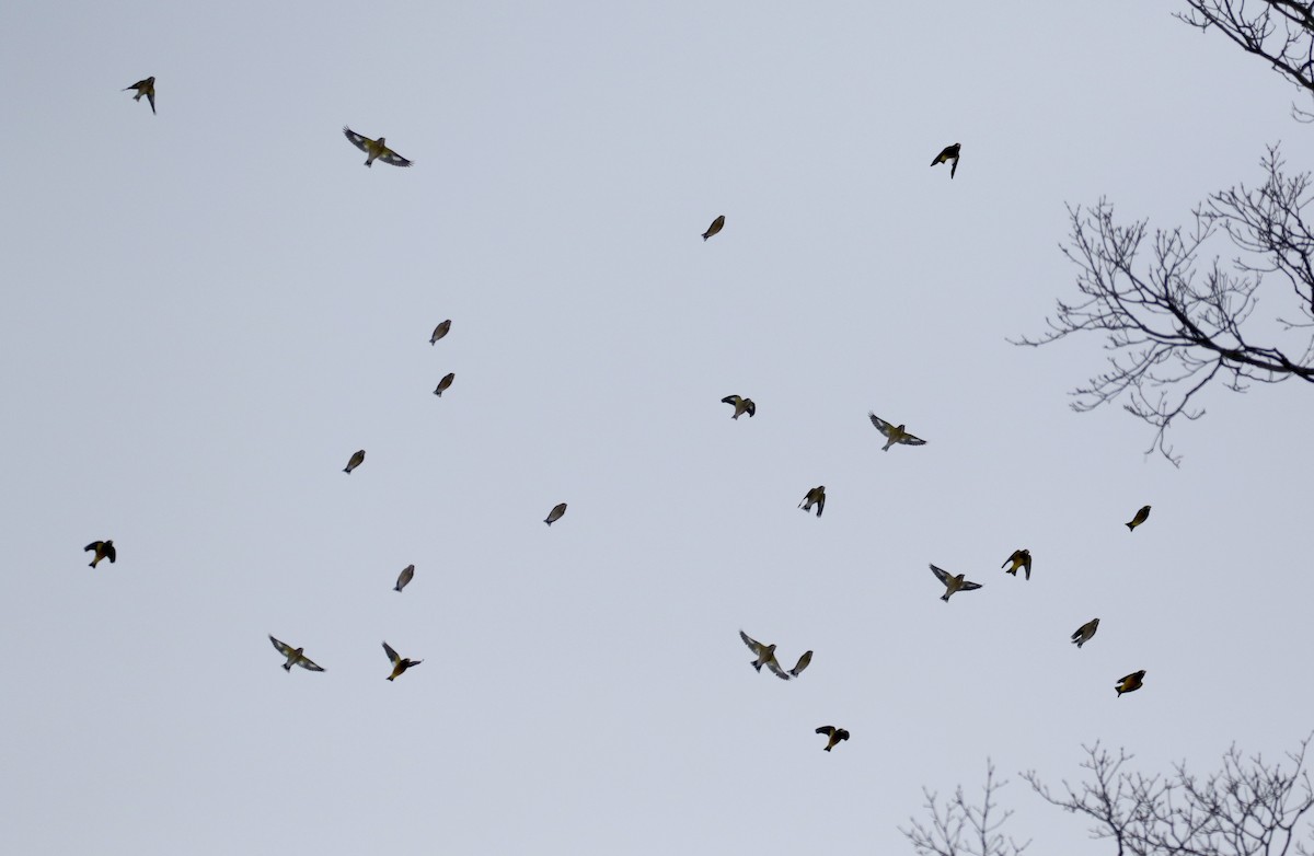 Evening Grosbeak (type 3) - ML125598011