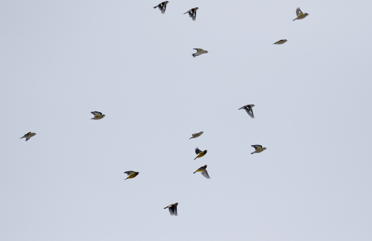 Evening Grosbeak (type 3) - ML125598041