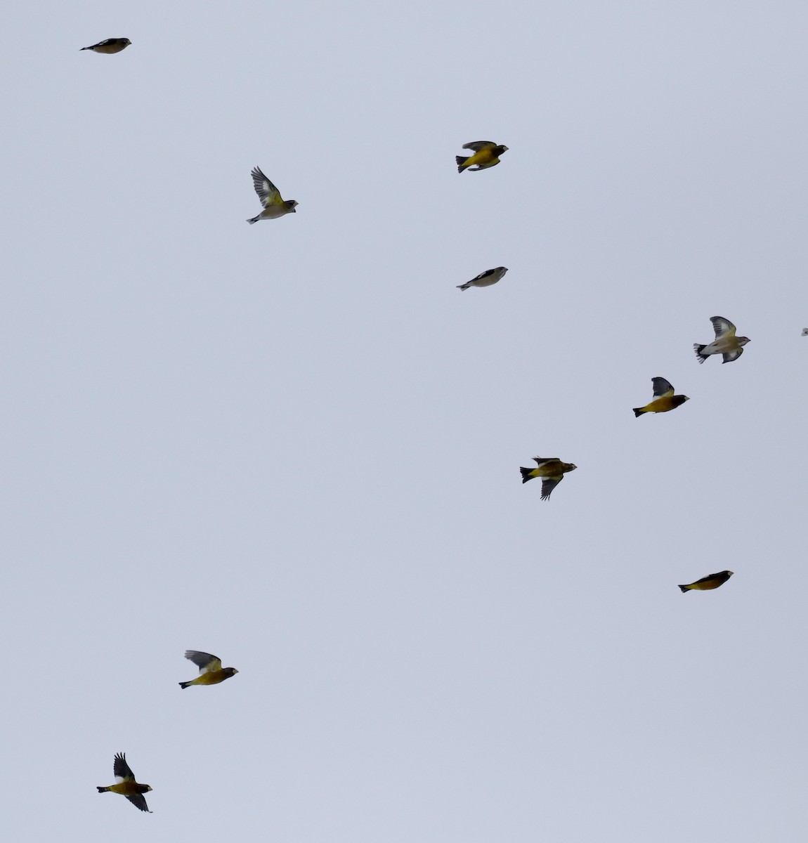 Evening Grosbeak (type 3) - ML125598071