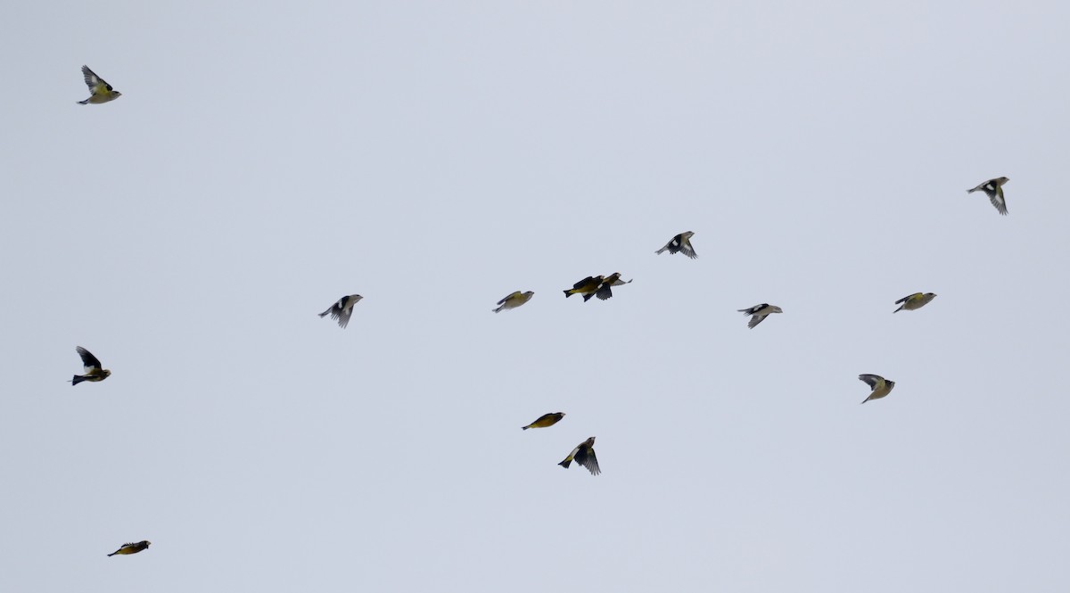 Evening Grosbeak (type 3) - ML125598081