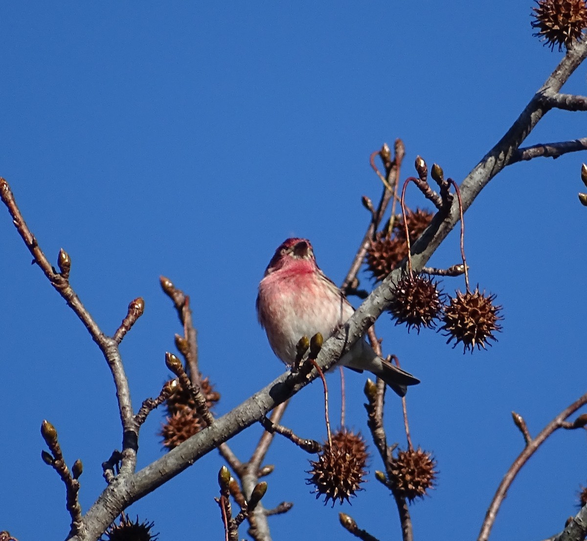 Purple Finch (Eastern) - ML125601631