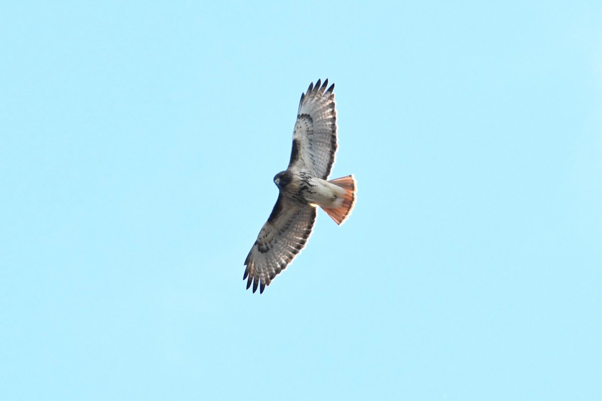 Red-tailed Hawk - ML125601681
