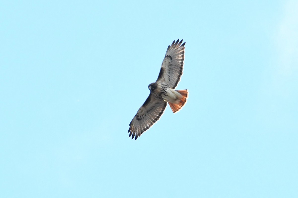 Red-tailed Hawk - ML125601691