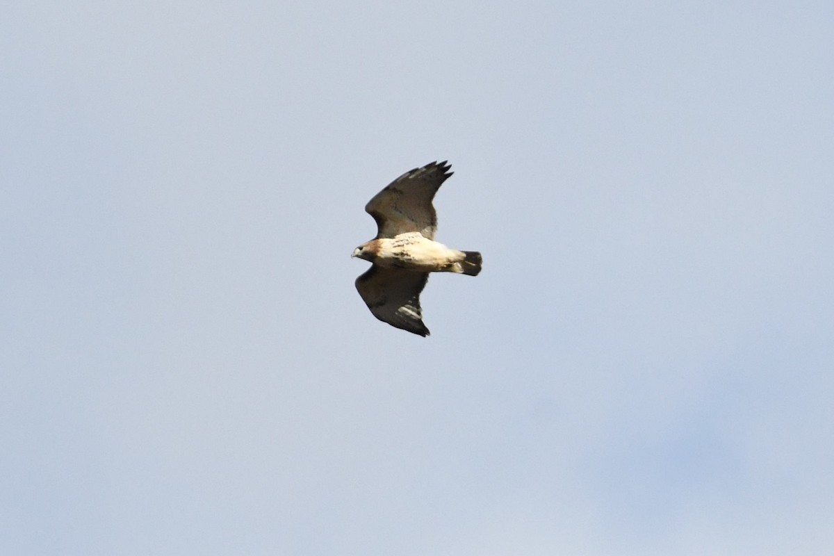 Red-tailed Hawk - ML125601701