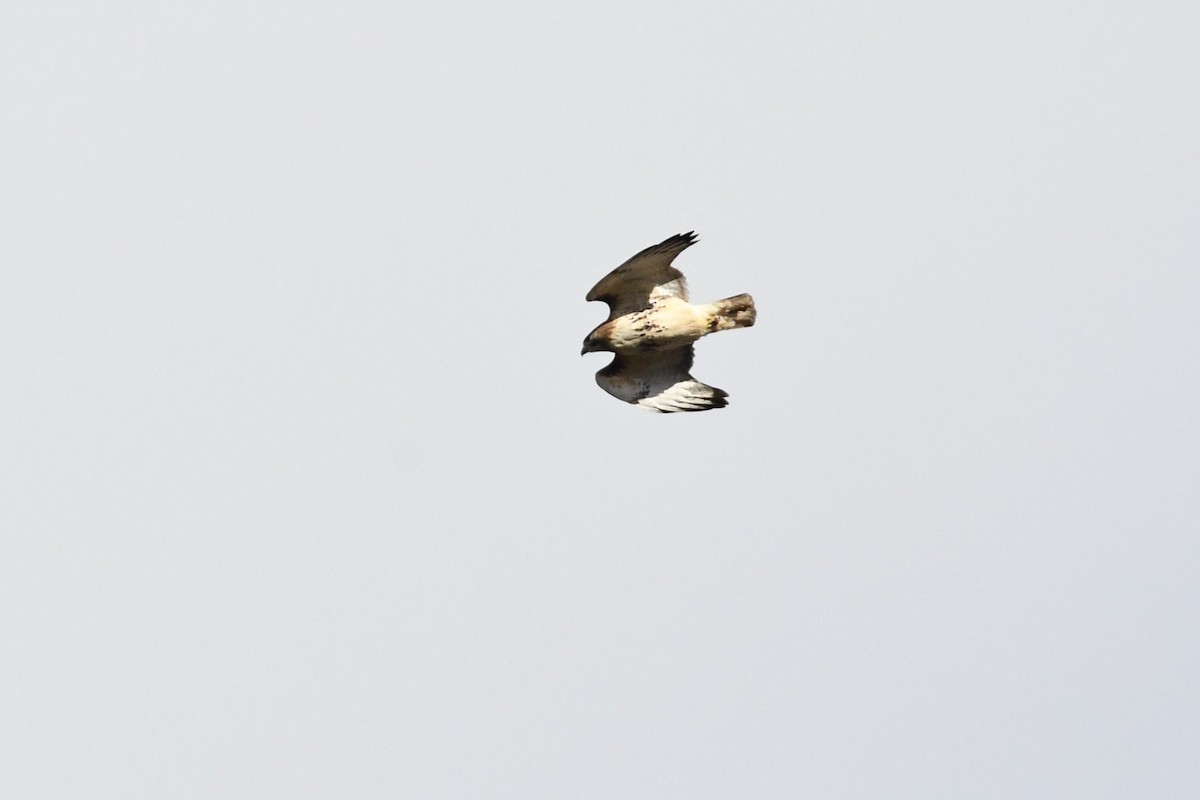 Red-tailed Hawk - ML125601711