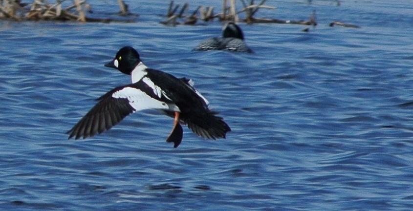 Common Goldeneye - Richard Klauke