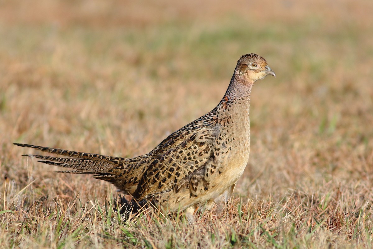 Ring-necked Pheasant - ML125602631