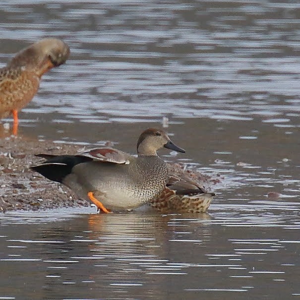 Gadwall - Keith Leland