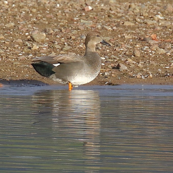 Gadwall - Keith Leland