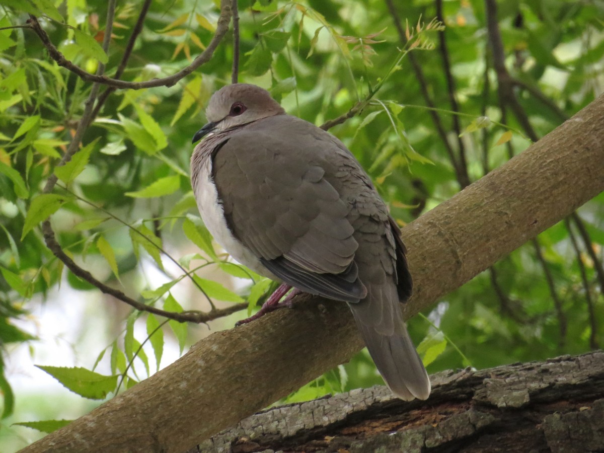 White-tipped Dove (decolor) - WS Barbour