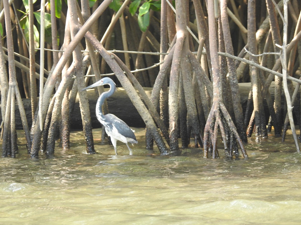 Tricolored Heron - ML125604441