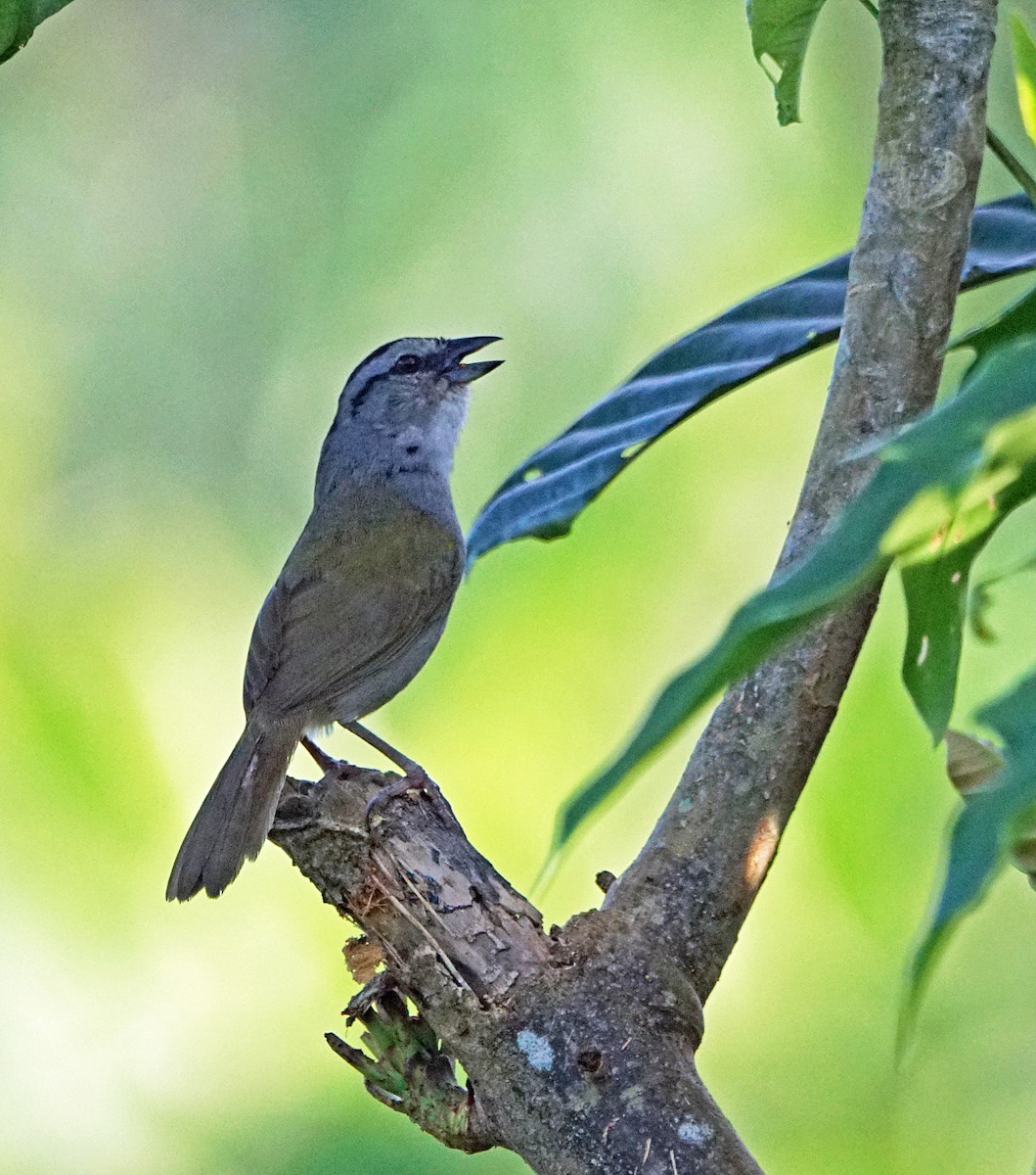 Black-striped Sparrow - Michael Smith