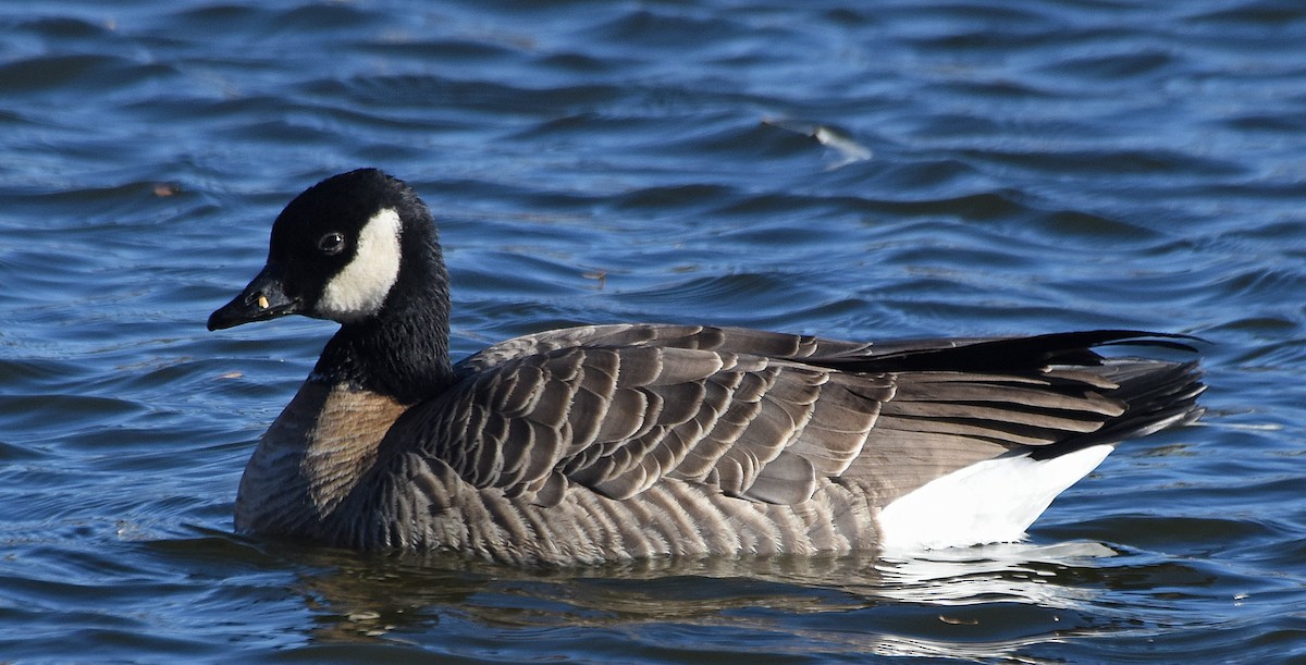 Cackling Goose (Richardson's) - ML125604821