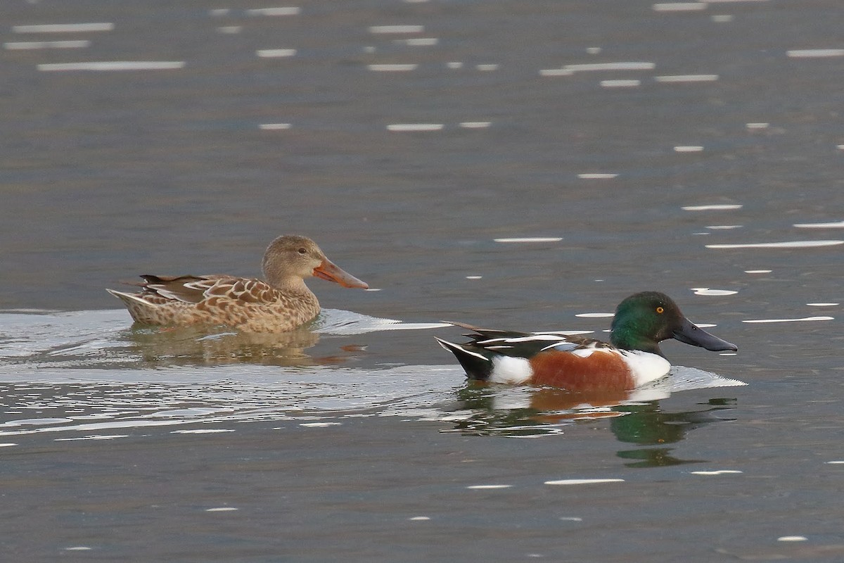 Northern Shoveler - ML125604911