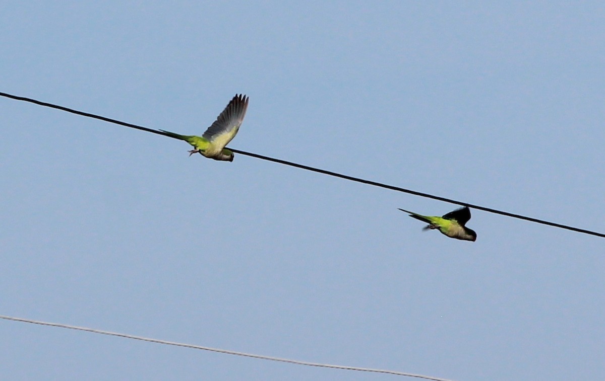 Monk Parakeet - ML125605641