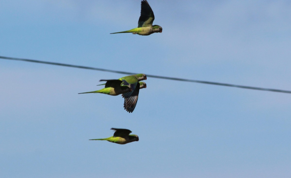 Monk Parakeet - ML125605651