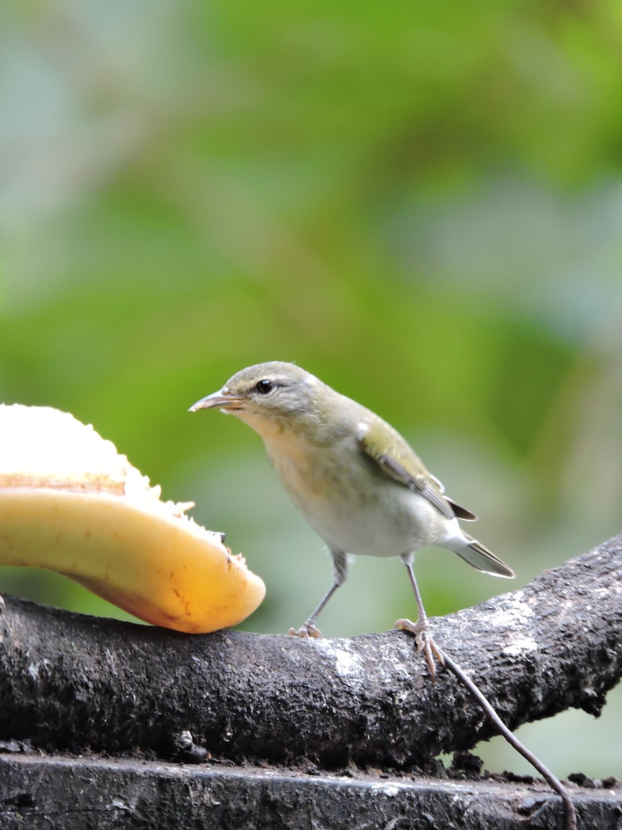 Tennessee Warbler - Ginny Culver