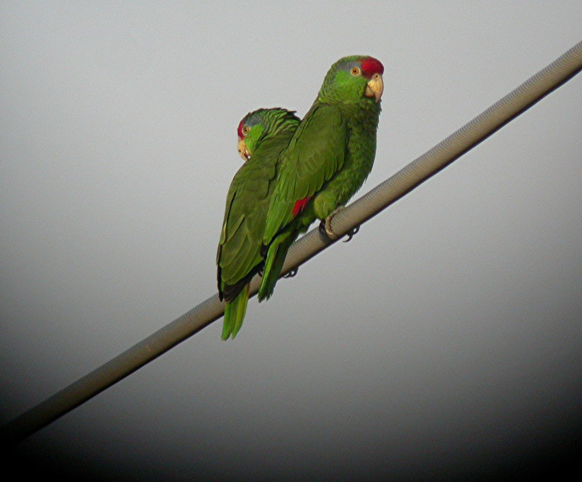 Red-crowned Parrot - ML125606951