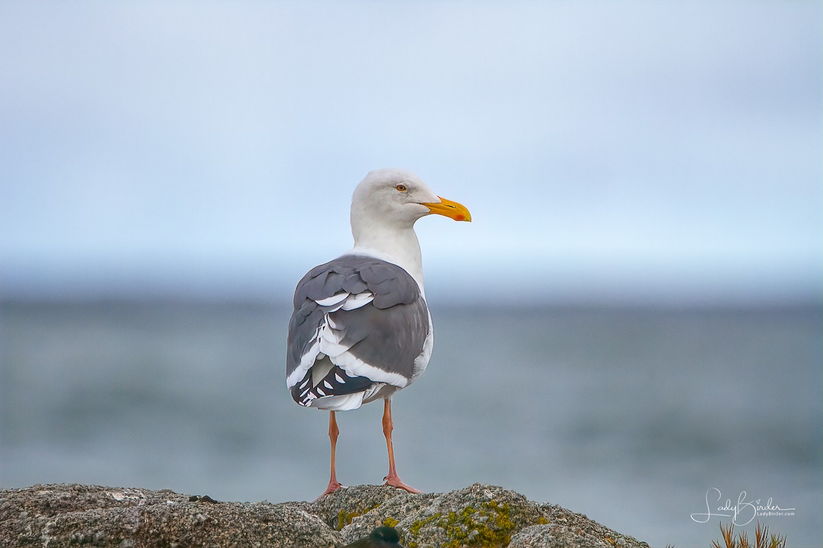 Western Gull - Lyndie Mason Warner