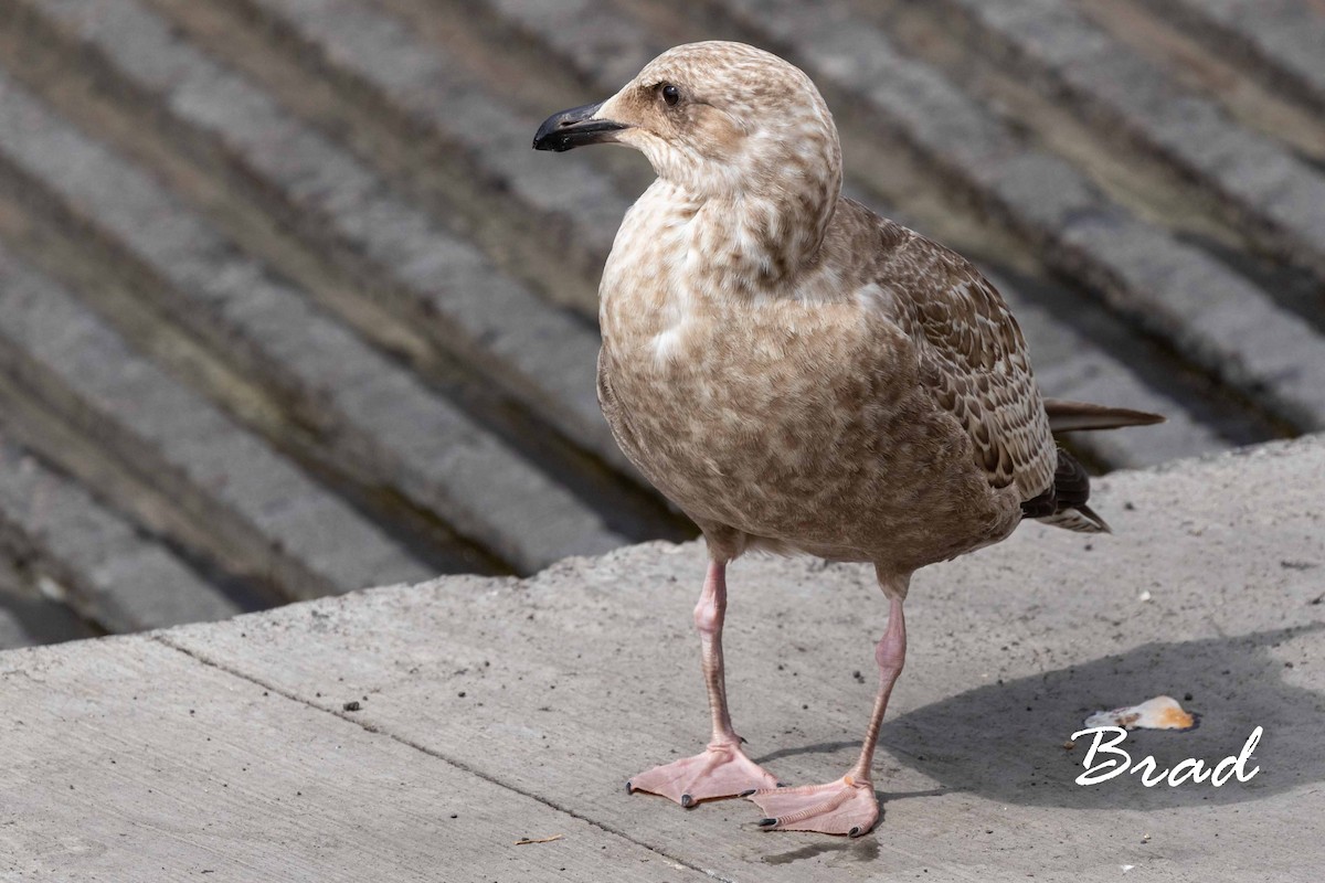 Slaty-backed Gull - Brad Argue