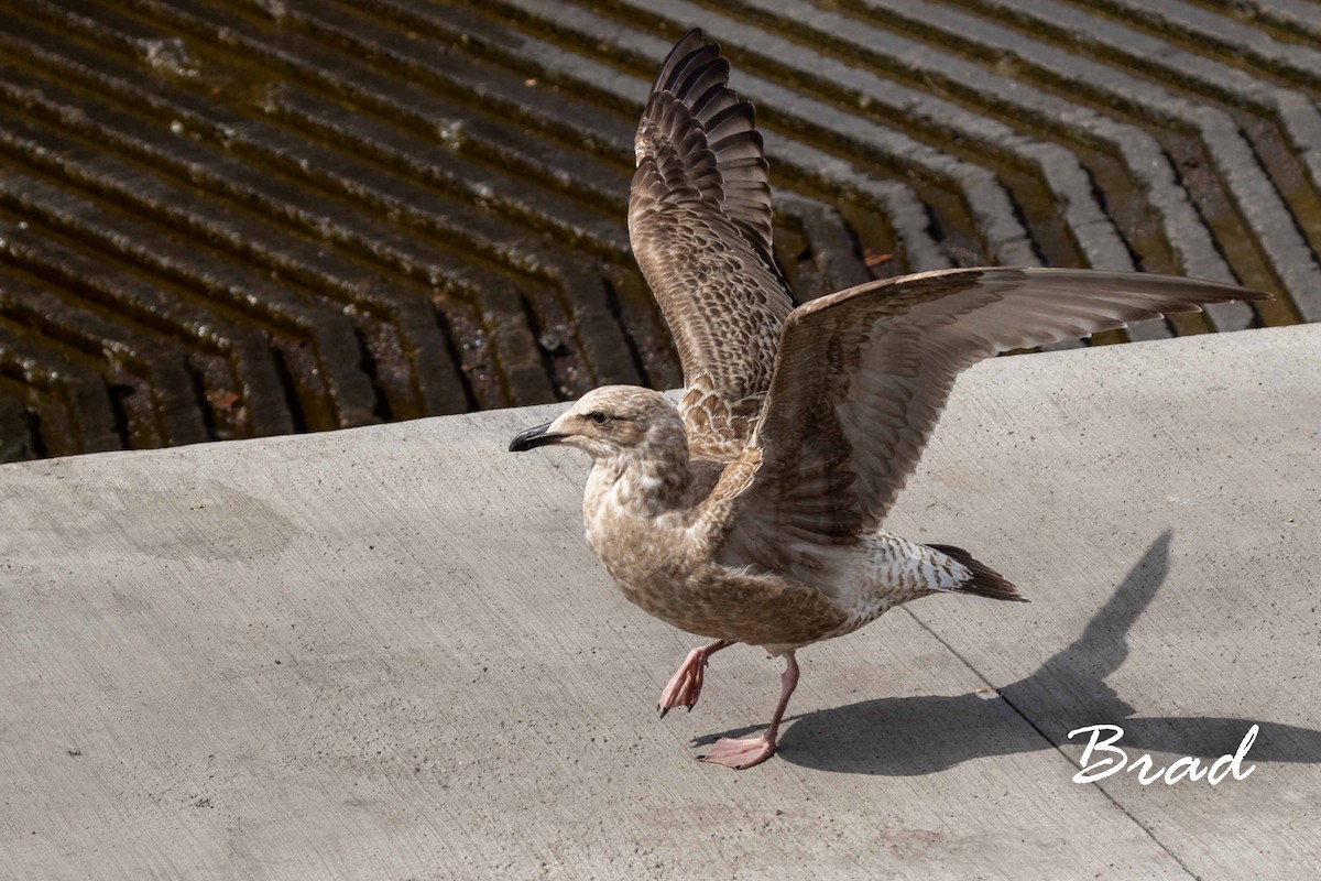 Slaty-backed Gull - Brad Argue