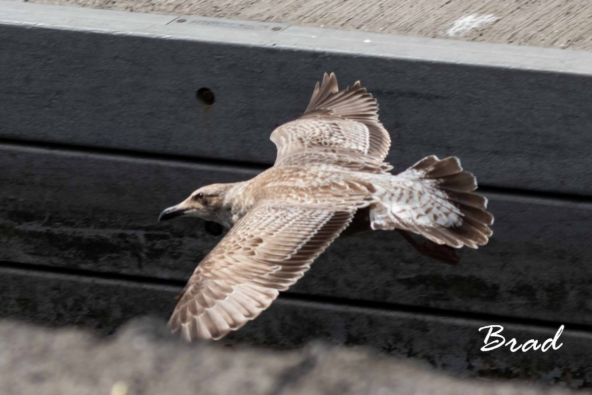 Slaty-backed Gull - ML125607321