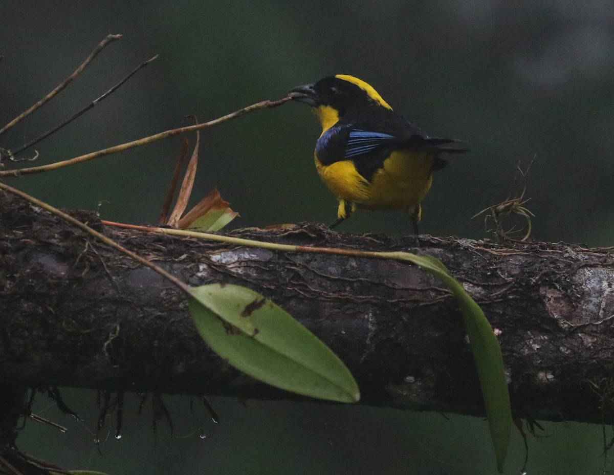 Thick-billed Euphonia - Carol Ortenzio