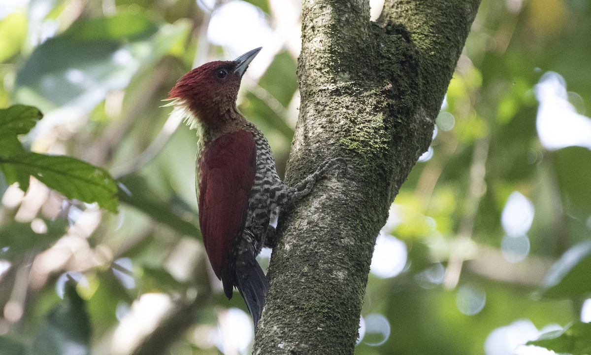 Banded Woodpecker - ML125609611