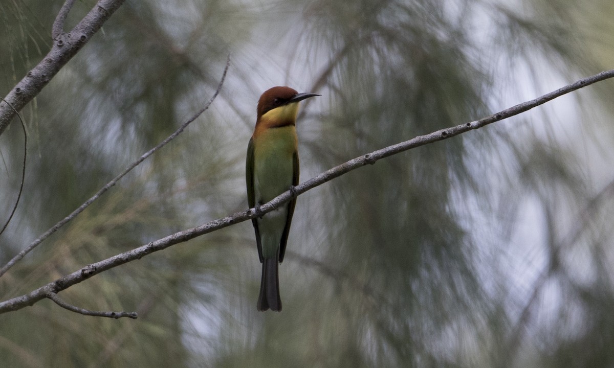 Chestnut-headed Bee-eater - ML125611631